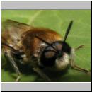 Stratiomys longicornis - Waffenfliege m05.jpg